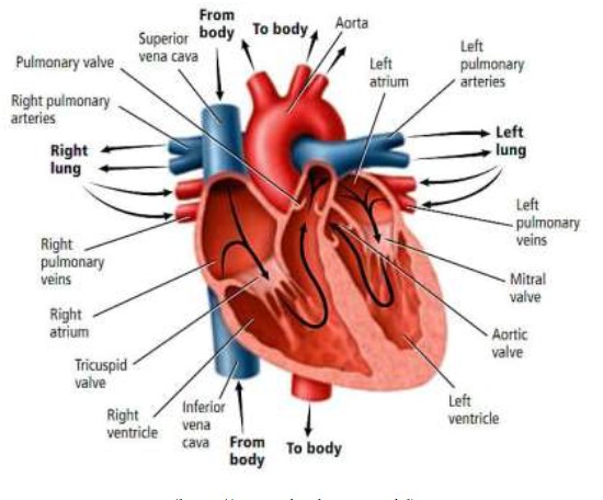 Organ manusia memiliki peranan penting dalam metabolisme tubuh organ yang bertugas memompa darah kes